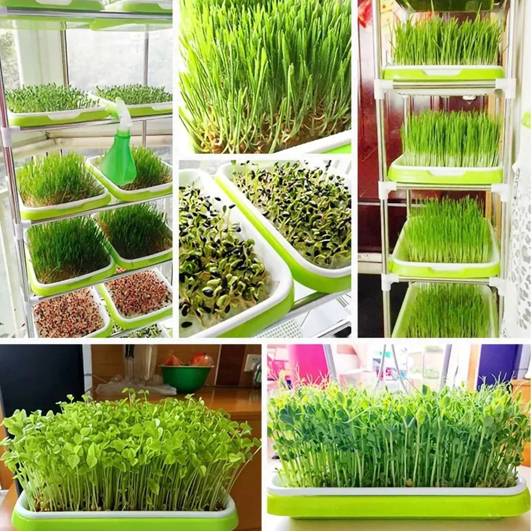 Microgreens Sprouter Tray Hydroponic